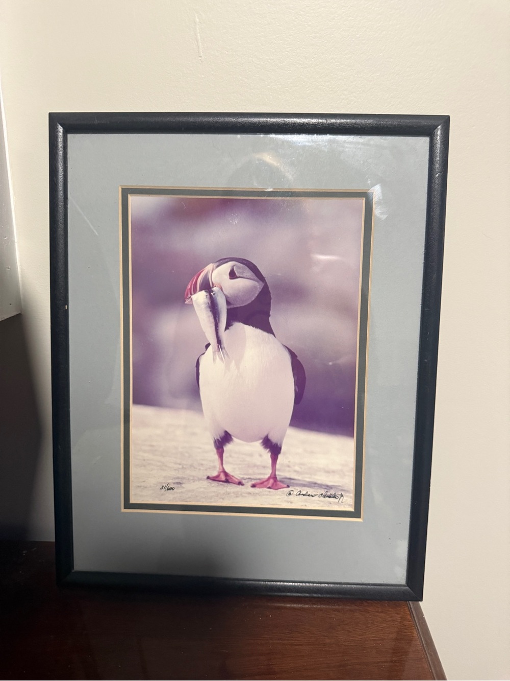 VTG Andrew Chmielinski Signed Puffin Photo Print Ltd Ed  31/600 Framed Coastal